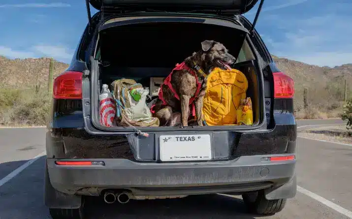 Dog sitting in back of car camper with backpacks and other camping gear.