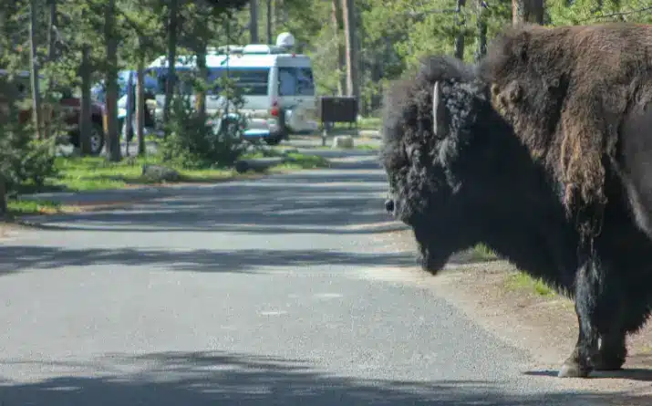 Bison walking through an RV campground in Yellowstone National Park