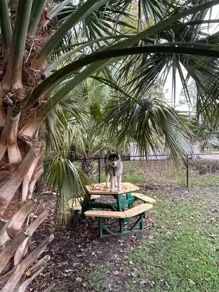 Dog on top of picnic table at dog run in a Thousand Trails campground area