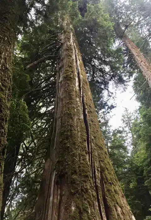 Evergreen trees with moss on bark