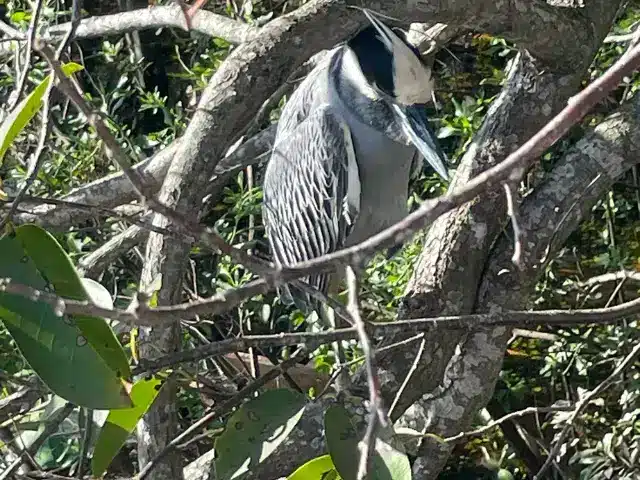 Bird in tree at Green Cay wetlands nature center