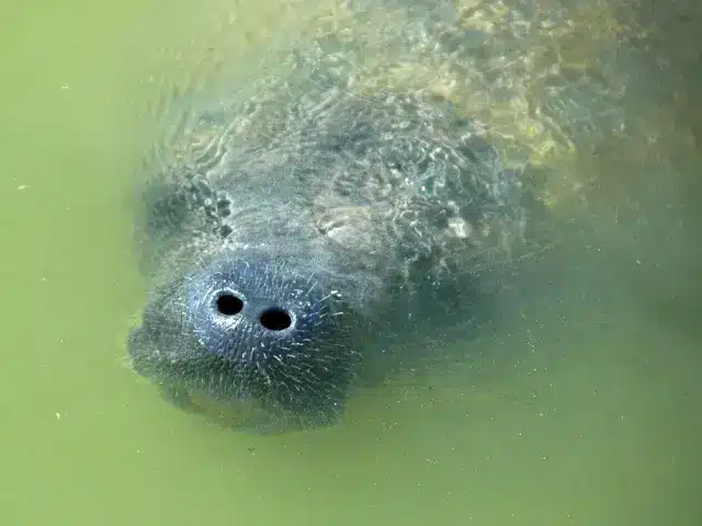 Manatee in water