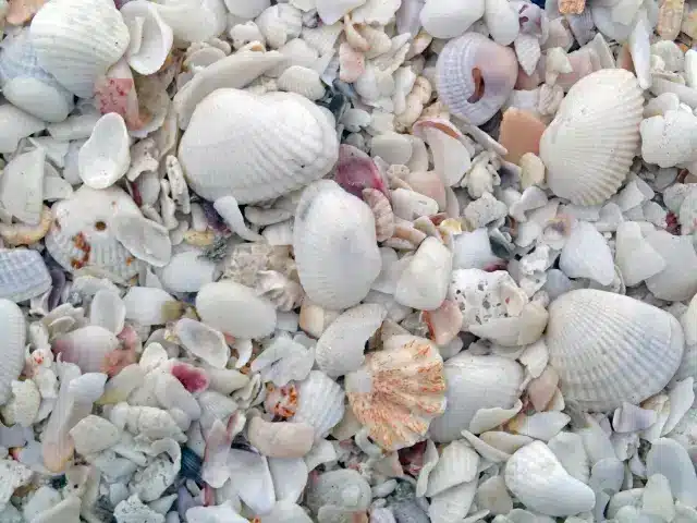 Large collection of shells