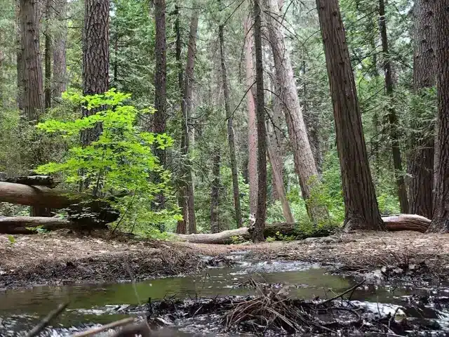 Wooded area adjacent to Upper Pines Campground in Yosemite National Park.