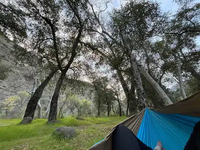 Edge of blue hammock in wilderness