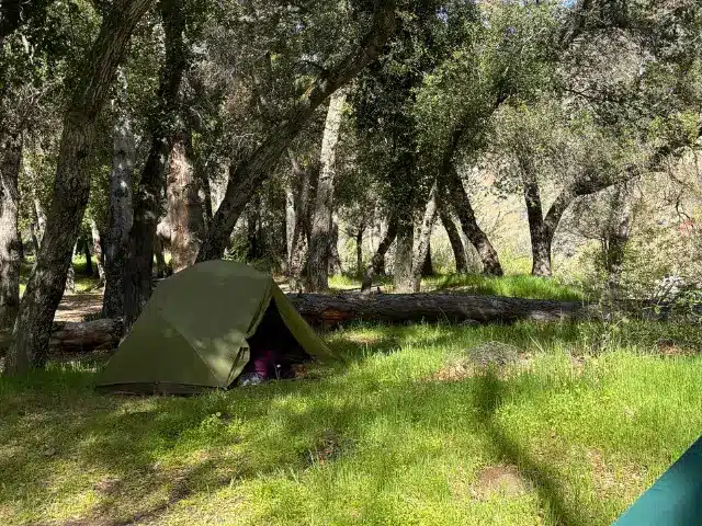 Light brown tent pitched under trees