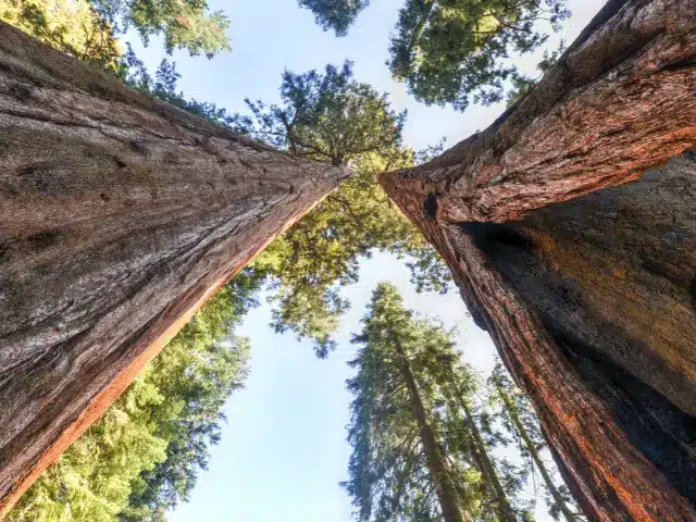 Giant sequoia trees at Sequoia National Park