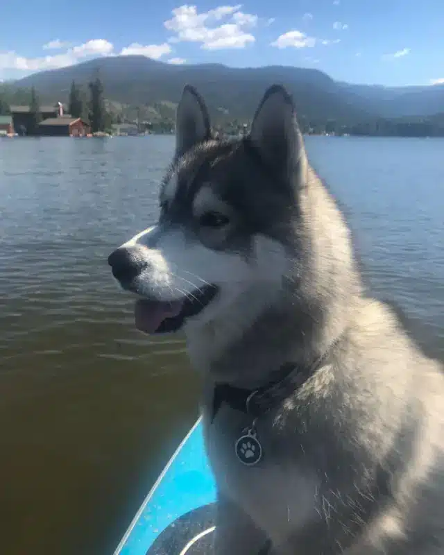 Husky dog sitting on paddle board on Grand Lake at Rocky Mountain National Park.