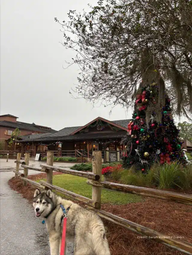 Dog on leash walking near decorated tree outdoors.