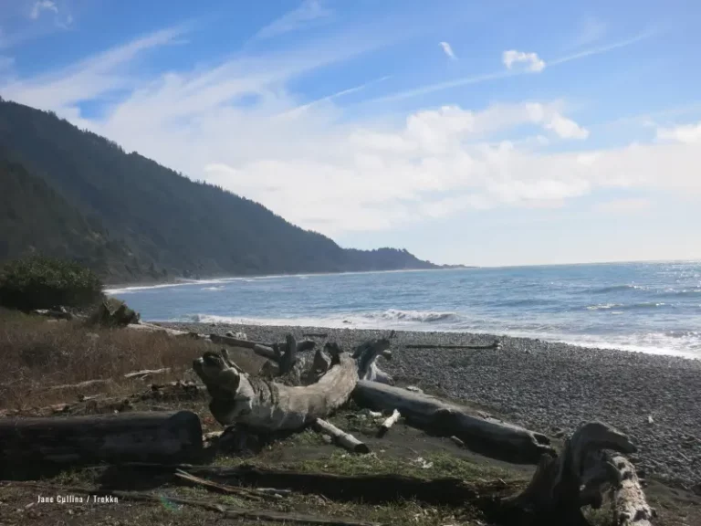 Driftwood along Lost Coast Trail.