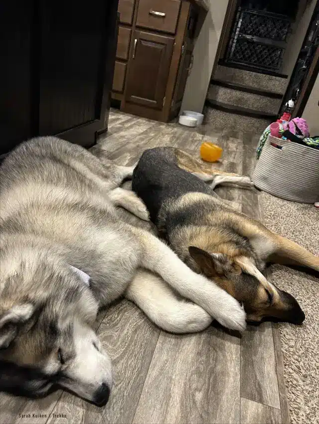 Two dogs sleeping together inside an RV.